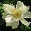 Paeonia lactifl. 'White Wings': Bild 1/2
