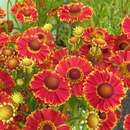 Helenium 'Bandera' - Sonnenbraut