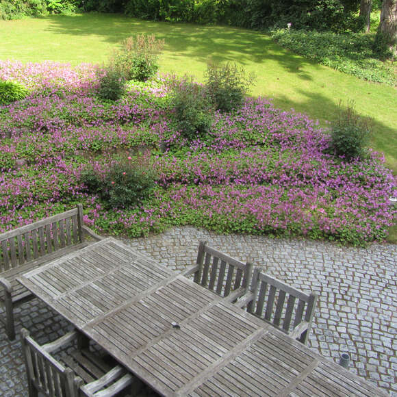 Geranium cantabrigiense 'Karmina': Bild 9/9