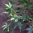 Acer palmatum 'Oridono-nishiki': Bild 1/6