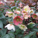 Helleborus nigercors (x) 'Pink Beauty' - Schneerose