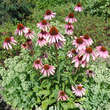 Echinacea purpurea 'Summer Sky': Bild 6/6