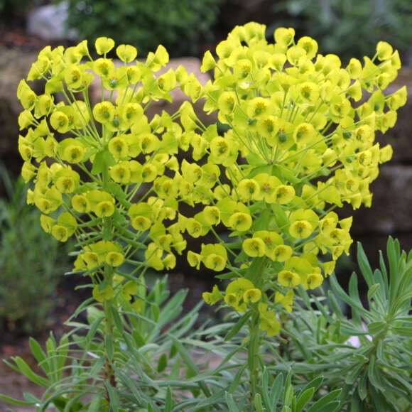 Euphorbia characias wulfenii: Bild 7/13