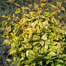 Abelia 'Kaleidoscope' - Buntblättrige Abelie