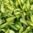 Hosta 'Orange Marmelade': Bild 4/7