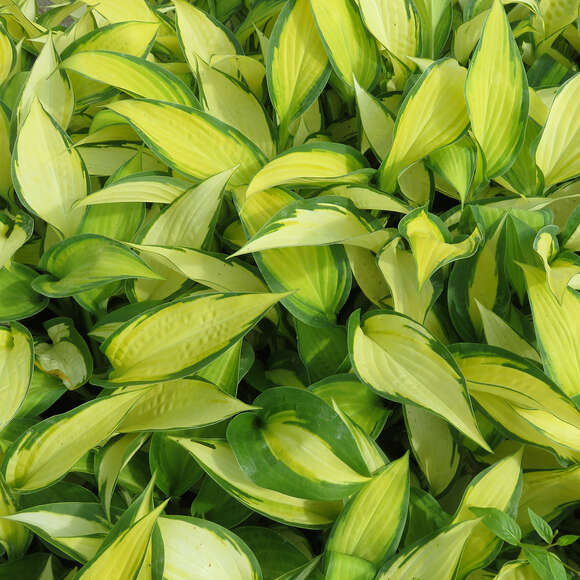 Hosta 'Orange Marmelade': Bild 4/7 Hosta 'Orange Marmelade': Bild 4/7