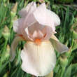Iris germanica 'Constant Wattez': Bild 3/4