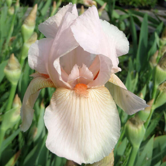 Iris germanica 'Constant Wattez': Bild 3/4 Iris germanica 'Constant Wattez': Bild 3/4