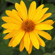 Heliopsis helianth. 'Lehnhof': Bild 2/4