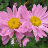 Tanacetum coccineum 'Robinson's Rose' - Bunte Margerite