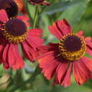 Helenium 'Moerheim Beauty' - Sonnenbraut