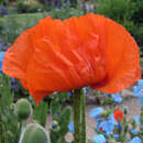 Papaver orientale 'Brilliant' - Orientalischer Mohn