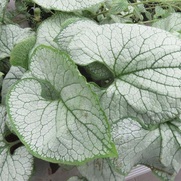Brunnera macrophylla 'Silver Heart': Bild 3/3 Brunnera macrophylla 'Silver Heart': Bild 3/3