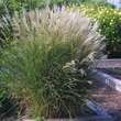 Miscanthus sinensis 'Kleine Silberspinne': Bild 1/4