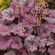 Heuchera 'Sugar Plum': Bild 1/2