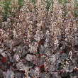 Heucherella 'Twilight': Bild 2/5