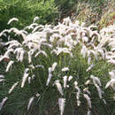 Pennisetum orientale - Feines Lampenputzergras