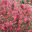 Agastache 'Kudos Coral': Bild 5/5