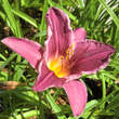 Hemerocallis 'Summer Wine': Bild 2/5