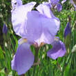 Iris germanica 'Athos': Bild 1/3