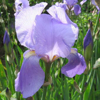 Iris germanica 'Athos'