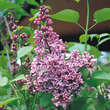 Syringa vulgaris 'Sensation': Bild 1/2