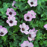 Geranium cinereum 'Ballerina' - Storchschnabel