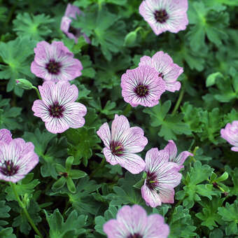Geranium cinereum 'Ballerina'