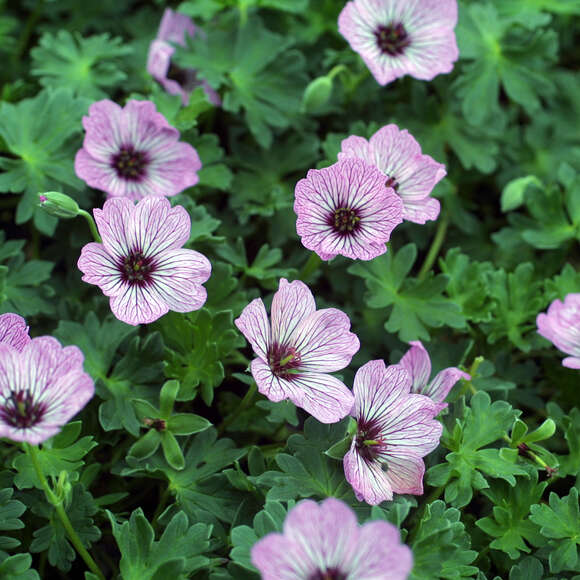 Geranium cinereum 'Ballerina': Bild 1/3 Geranium cinereum 'Ballerina': Bild 1/3