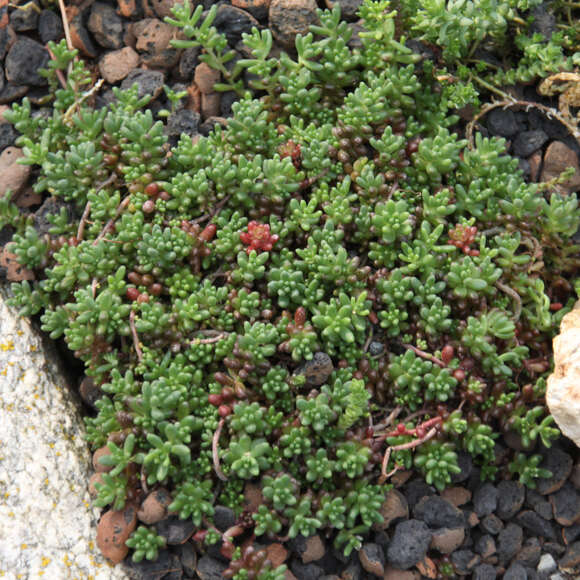 Sedum album 'Coral Carpet': Bild 6/9 Sedum album 'Coral Carpet': Bild 6/9