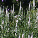 Veronica longifolia 'Schneeriesin' - Ehrenpreis