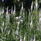 Veronica longifolia 'Schneeriesin' - Ehrenpreis