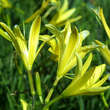 Hemerocallis citrina: Bild 1/1