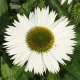 Echinacea purpurea 'Virgin' - Sonnenhut