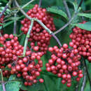 Sambucus racemosa - Traubenholunder