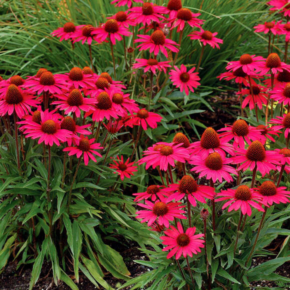 Echinacea purpurea 'Glowing Dream': Bild 1/3 Echinacea purpurea 'Glowing Dream': Bild 1/3