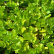 Lysimachia nummularia 'Aurea': Bild 2/2