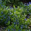 Omphalodes verna: Bild 5/5
