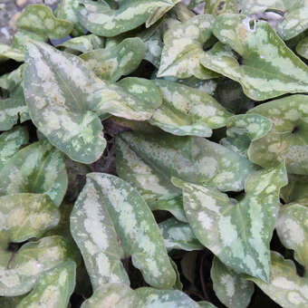 Asarum splendens