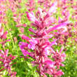 Agastache mexicana 'Sangria': Bild 2/3