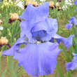 Iris germanica 'Sapphire Hills': Bild 1/1