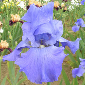 Iris germanica 'Sapphire Hills'