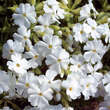 Phlox subulata 'Maischnee': Bild 1/2