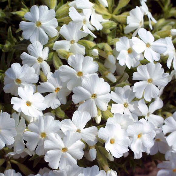 Phlox subulata 'Maischnee': Bild 1/2 Phlox subulata 'Maischnee': Bild 1/2