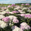 Achillea millefolium 'Appleblossom': Bild 2/4