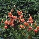 Lilium tigrinum (lancifolium splendens) - Tigerlilie