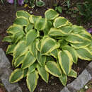 Hosta 'Velvet Moon' - Funkie, Herzlilie