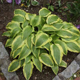 Hosta 'Velvet Moon' - Funkie, Herzlilie