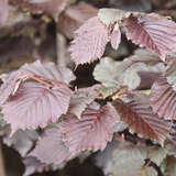 Corylus maxima 'Purpurea' - Bluthasel