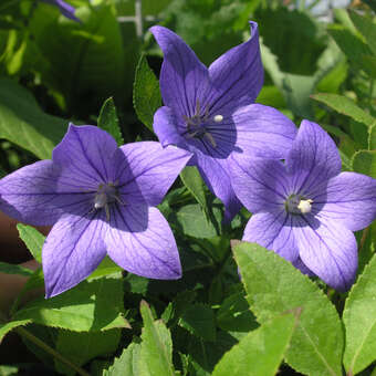 Platycodon grandiflorus